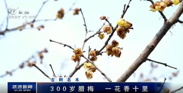 《古樹名木》300歲臘梅 一花香十里