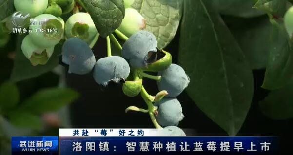 共赴“莓”好之約 洛陽鎮：智慧種植讓藍莓提早上市